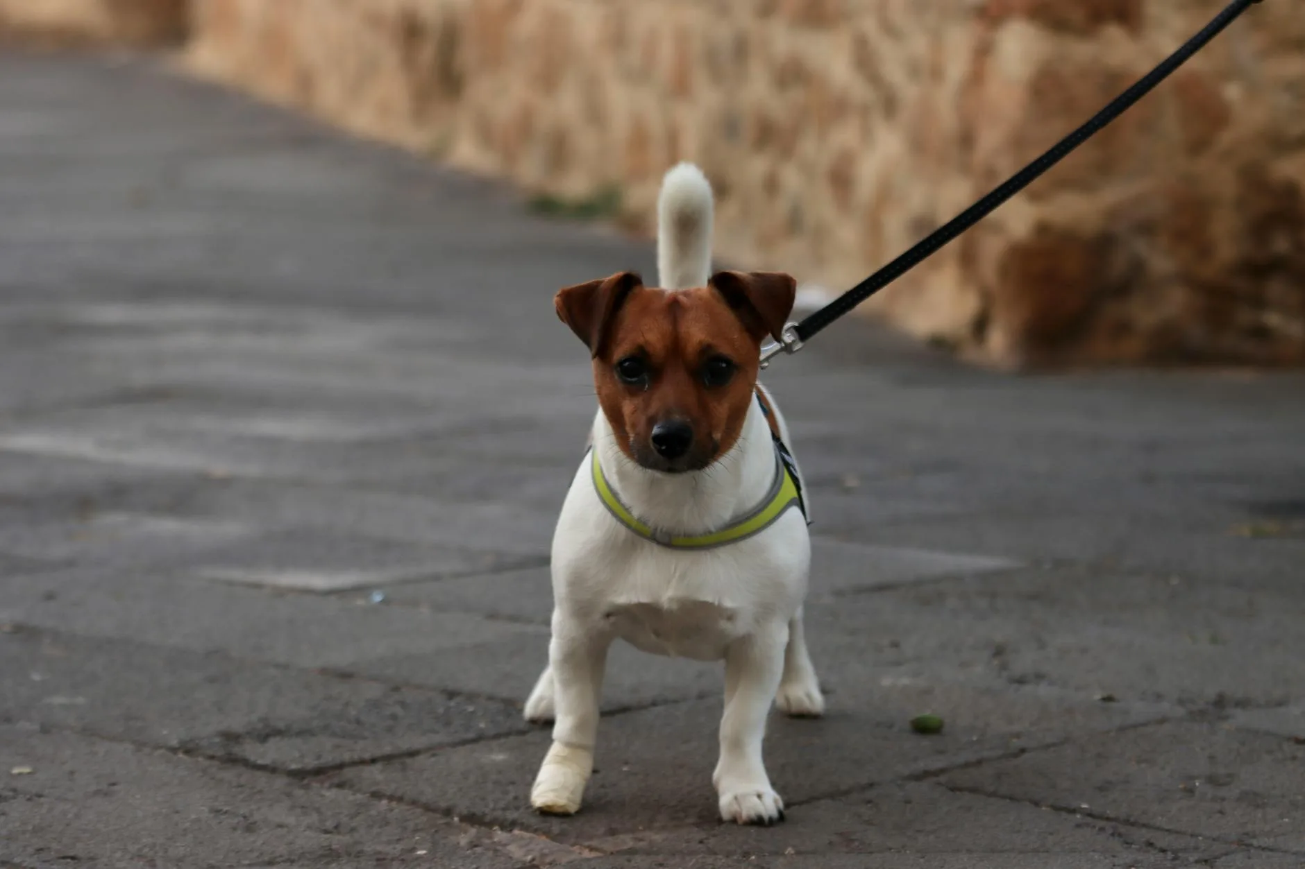 Dog walking on a lead along a countryside path during training
