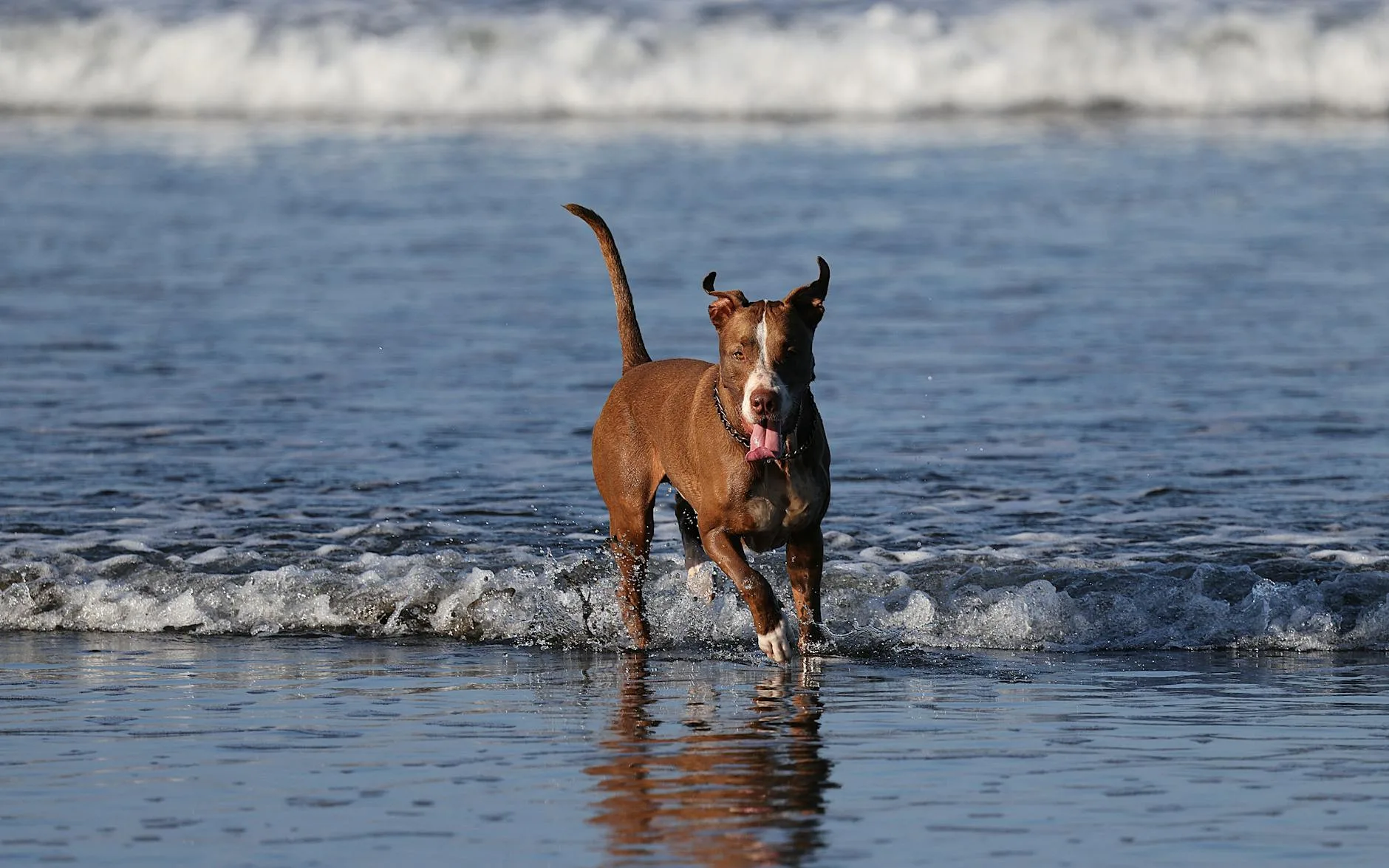 Dog playing at the beach near waves on the coast