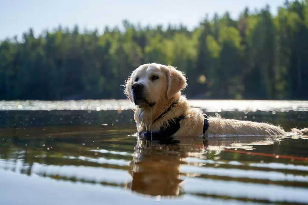 Dog swimming happily in a lake with stick in mouth