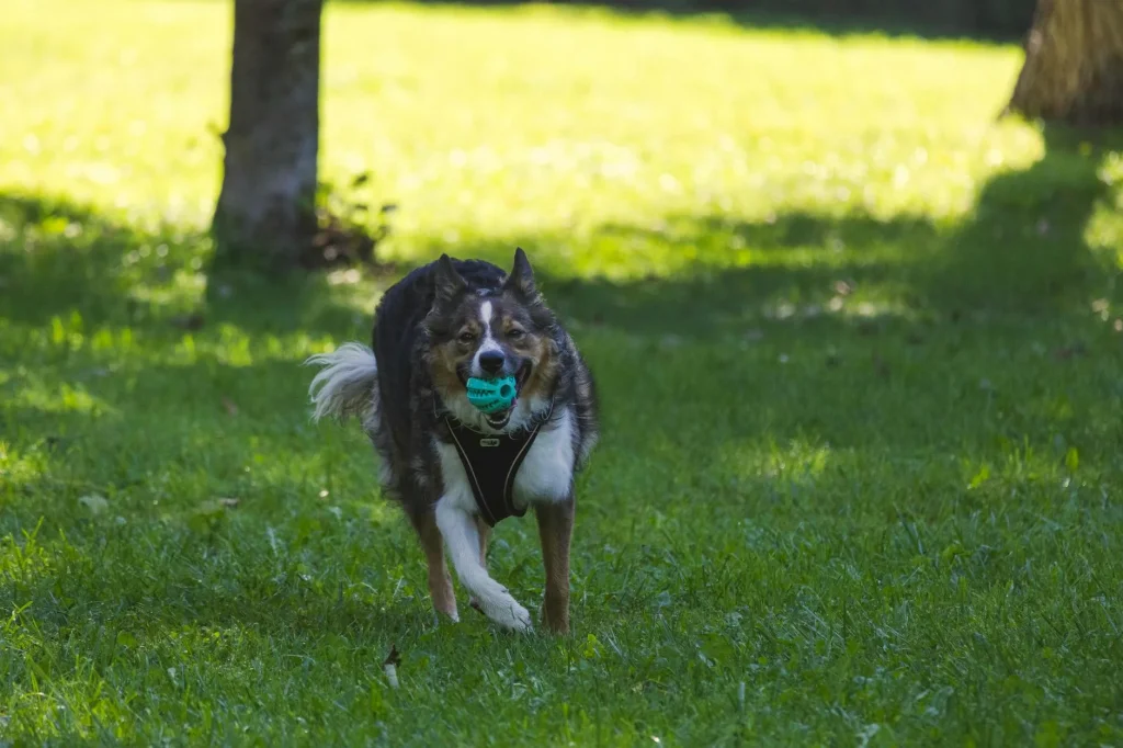 Dog playing with a ball in a park during an outdoor fetch game