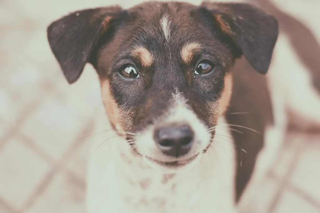 Close-up portrait of a dog with warm brown eyes