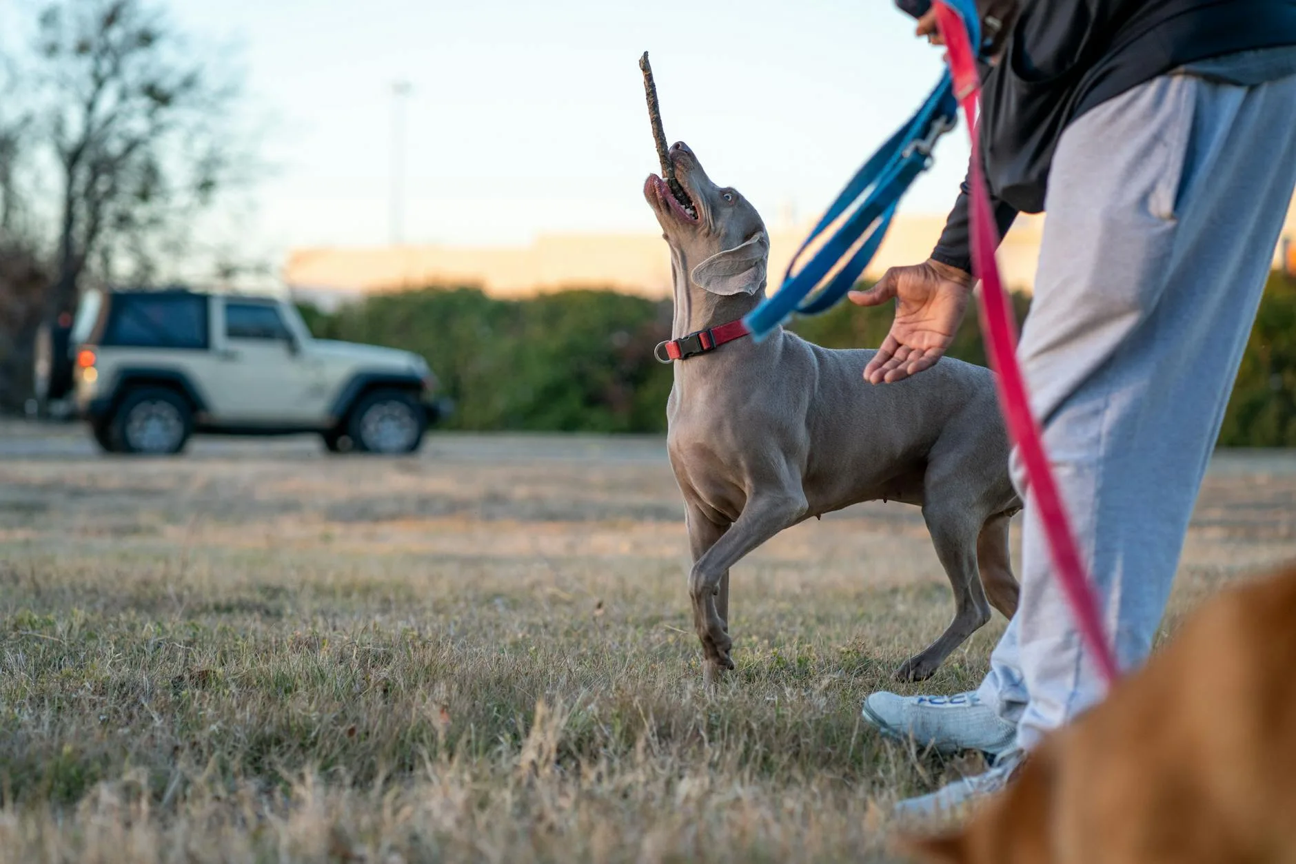 Owner training recall with dog in the park