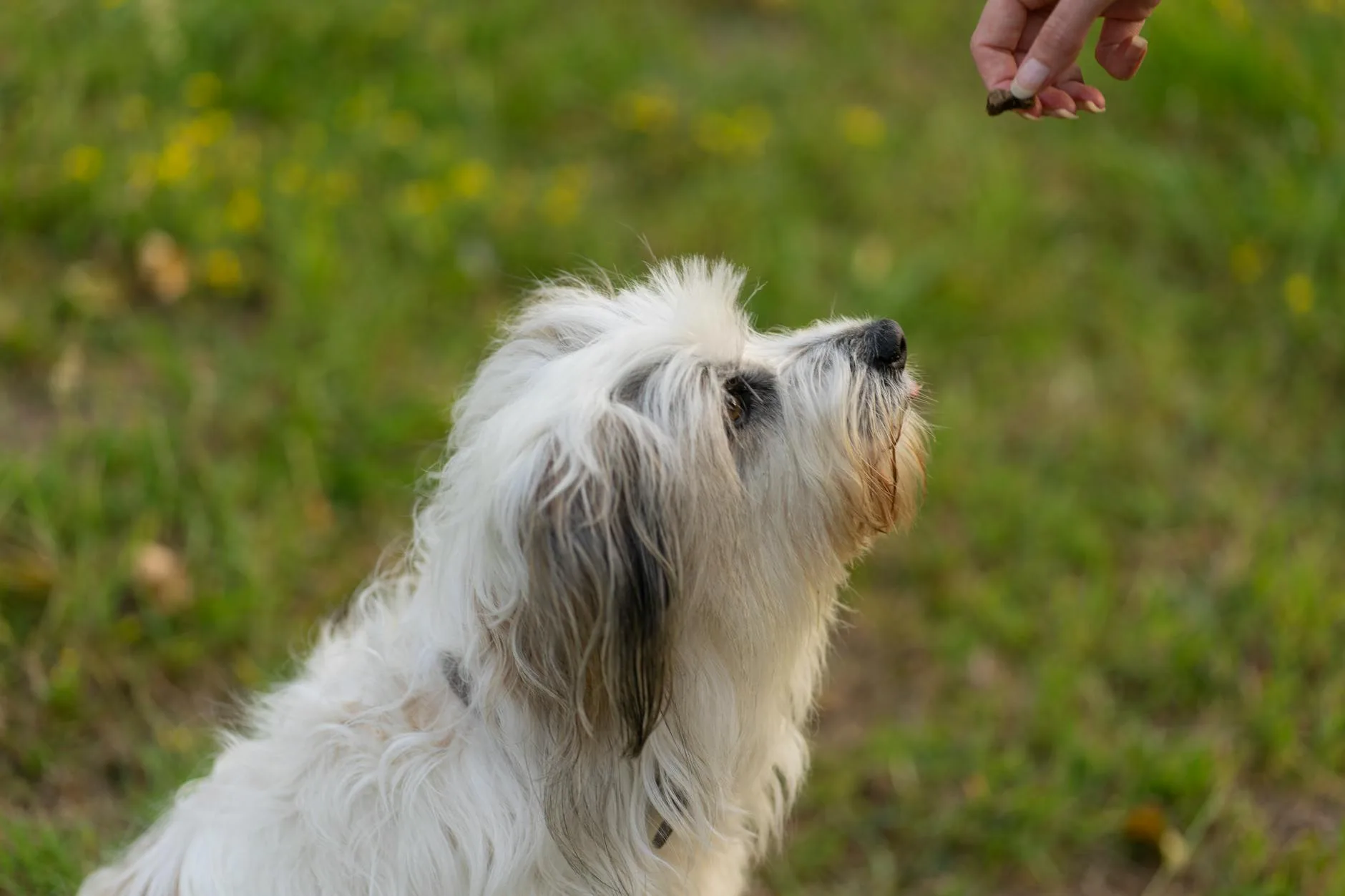 Person training a dog with treats during outdoor recall practice
