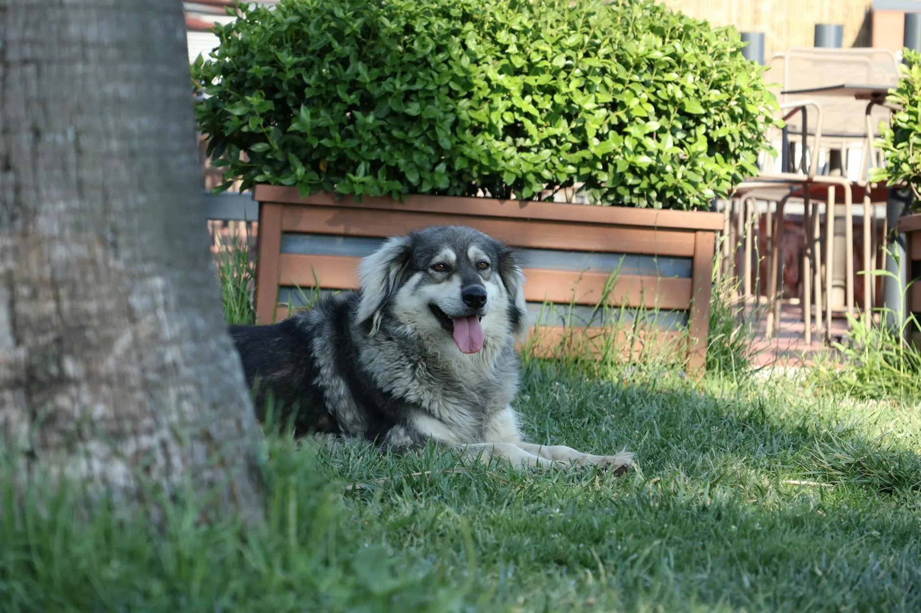 Dog resting in shade under trees in garden