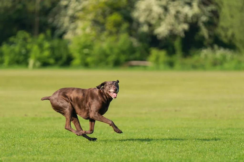 Happy dog running off-lead across a green park field