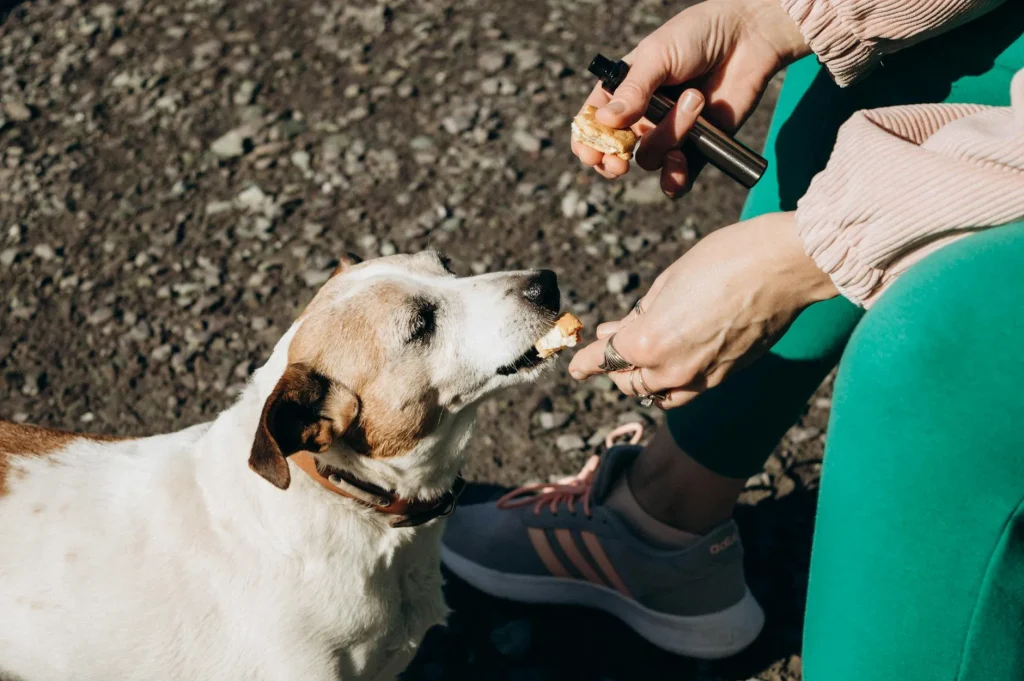 Dog looking up at owner waiting for a treat from their hand