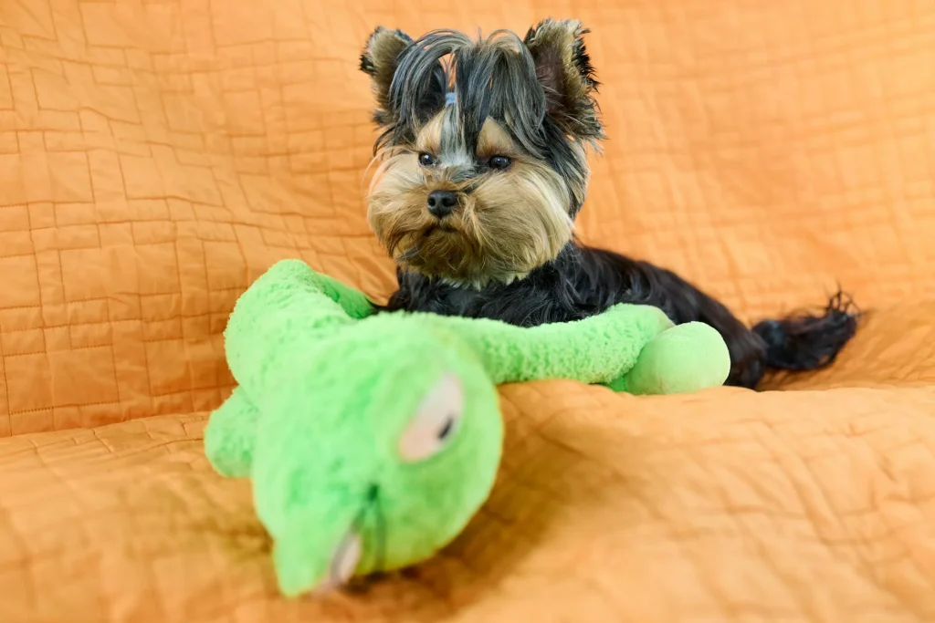 Selection of safe dog toys including rope and rubber chews