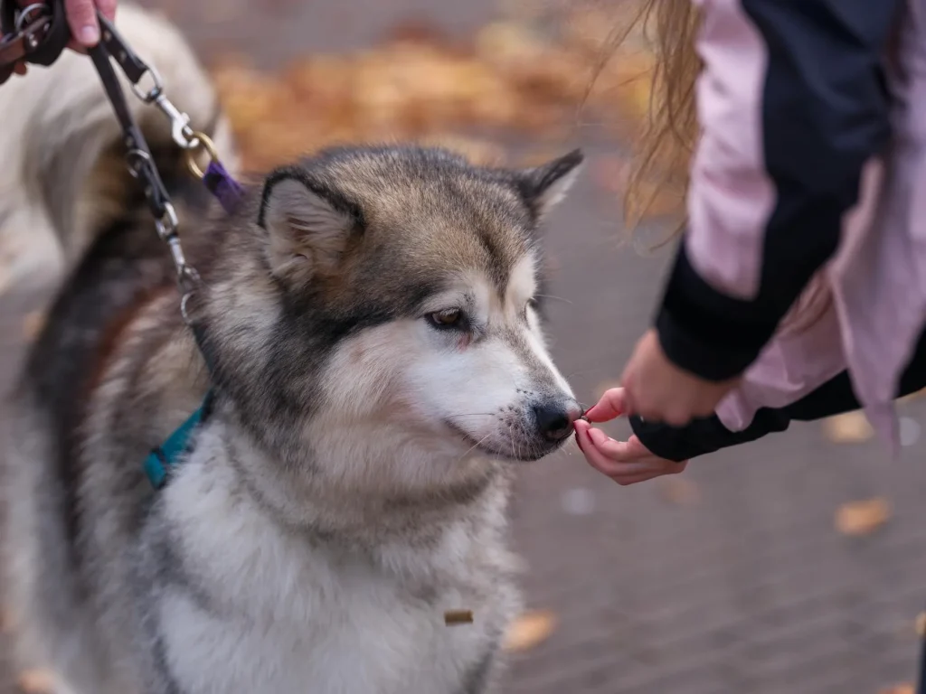 Dog receiving a treat as a reward during training in a garden