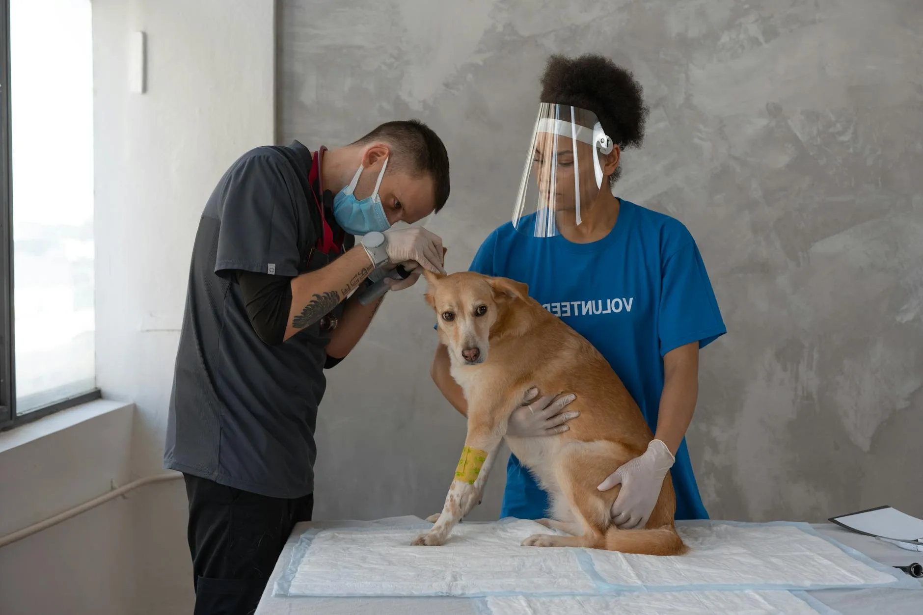 Dog being examined by a vet during a routine check-up