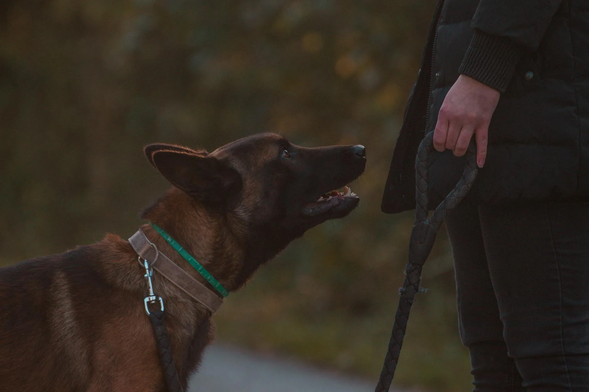 Dog walking calmly on a loose leash in a park