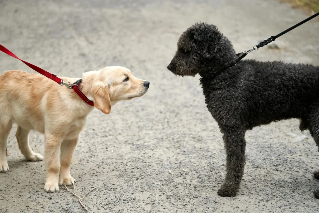 Two dogs walking together on leads in a park