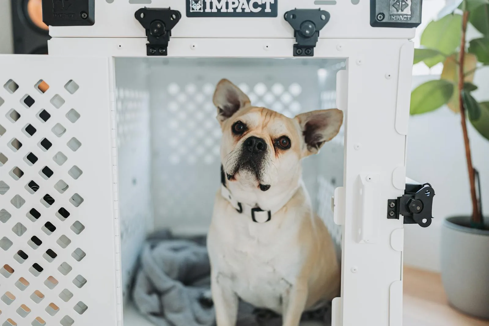 French Bulldog puppy resting inside a dog crate for house training