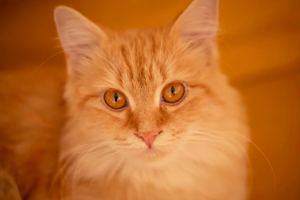 Close-up portrait of an orange ginger cat with bright eyes