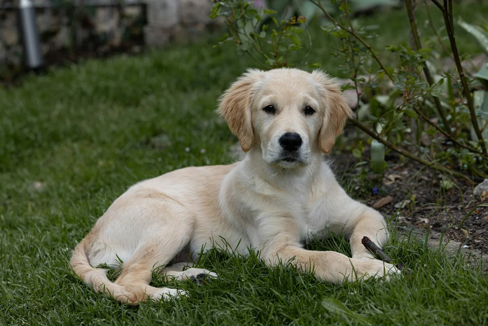 Golden retriever puppy lying on green grass in a garden setting
