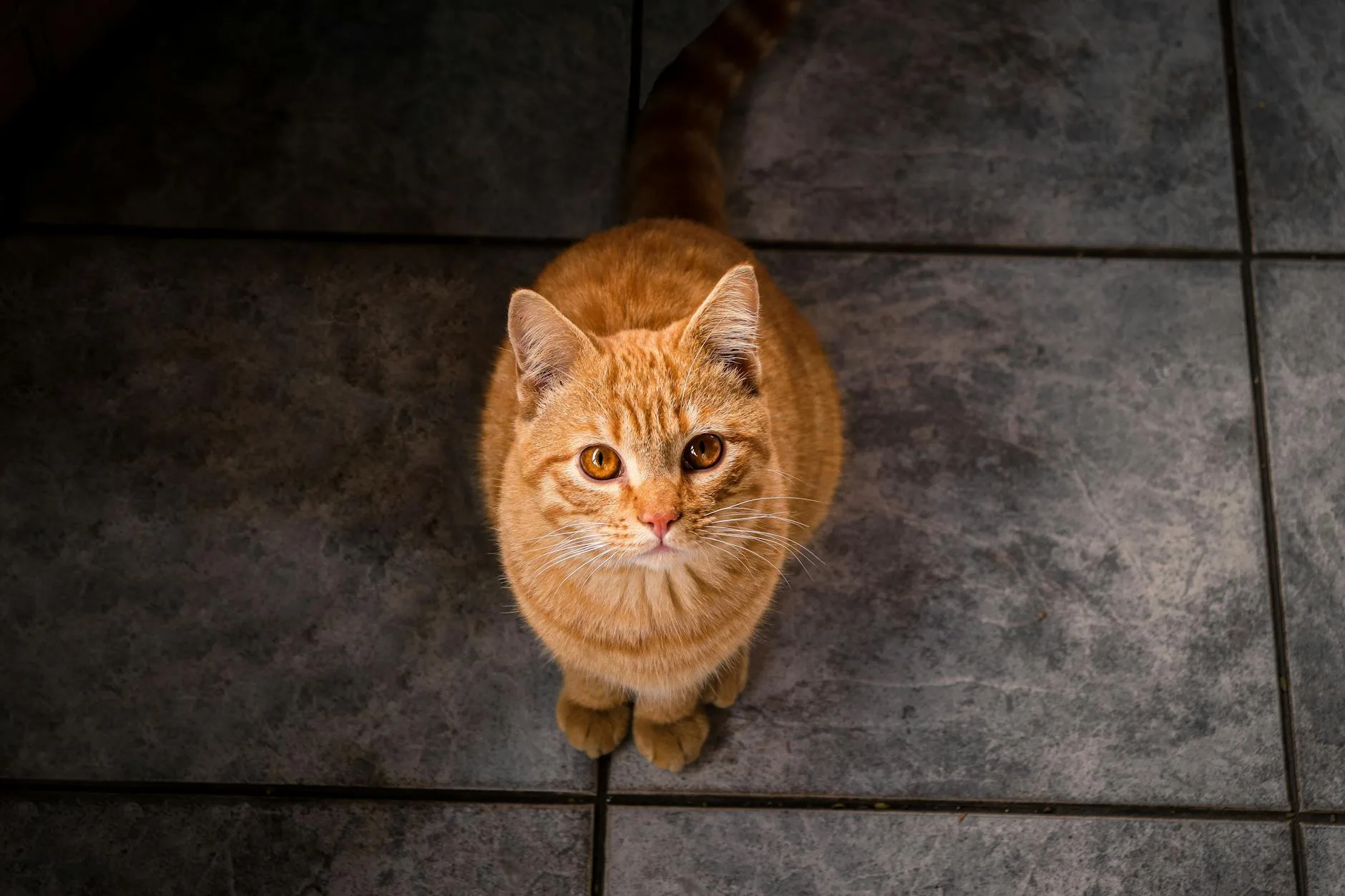 Orange tabby cat sitting on a tile floor looking up expectantly