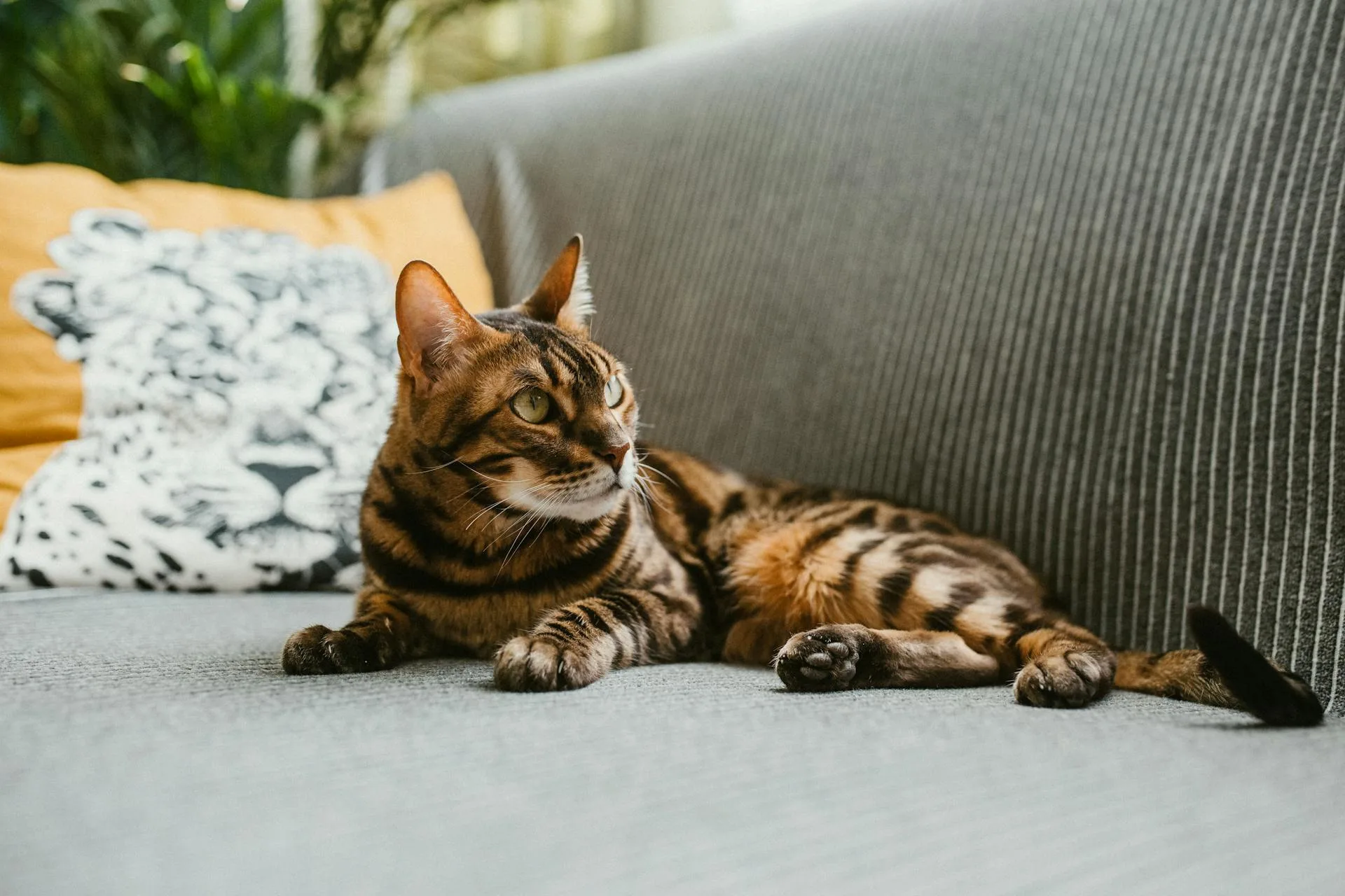 Healthy Bengal cat relaxing comfortably on a sofa after flea treatment