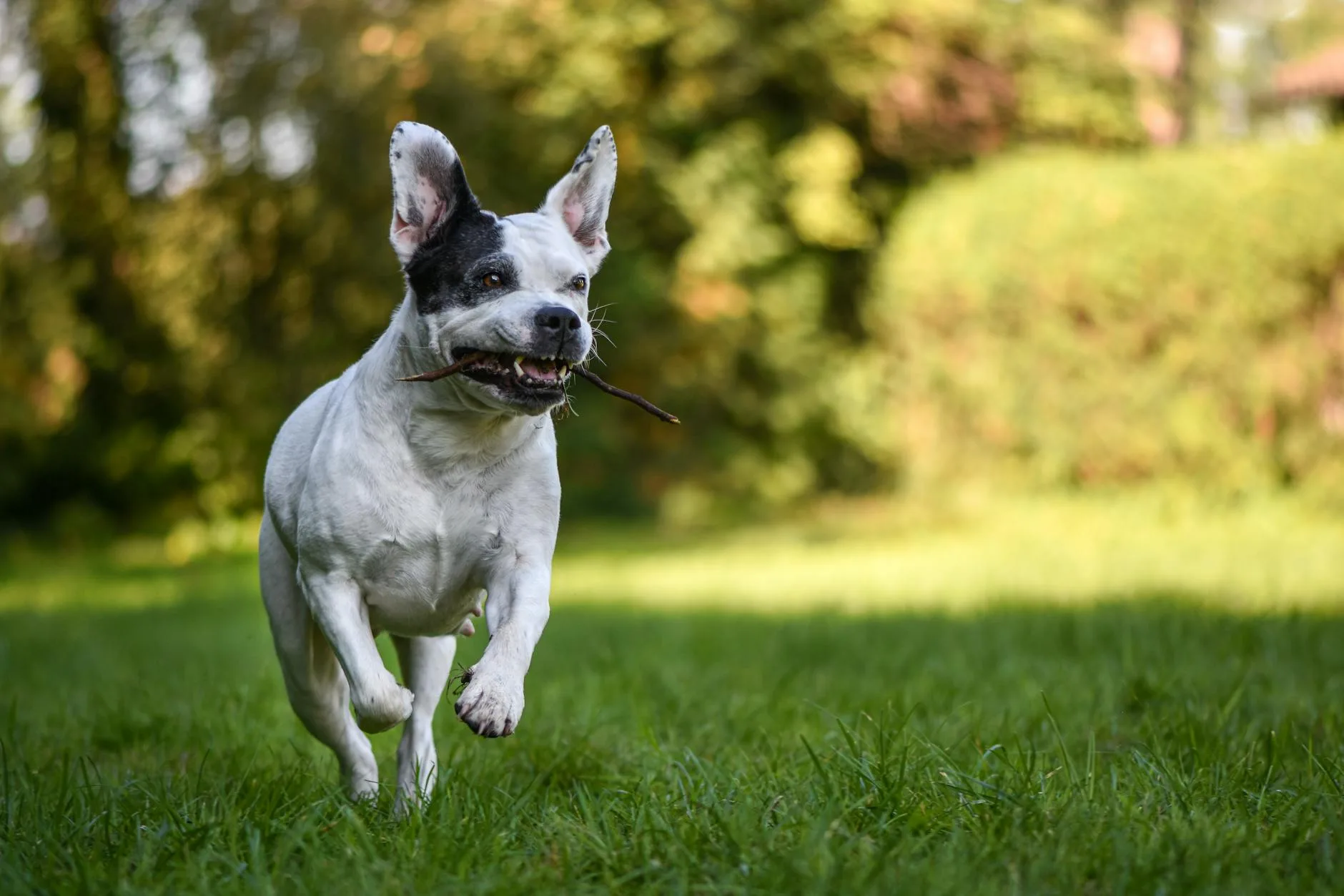 Happy healthy dog running across grass outdoors