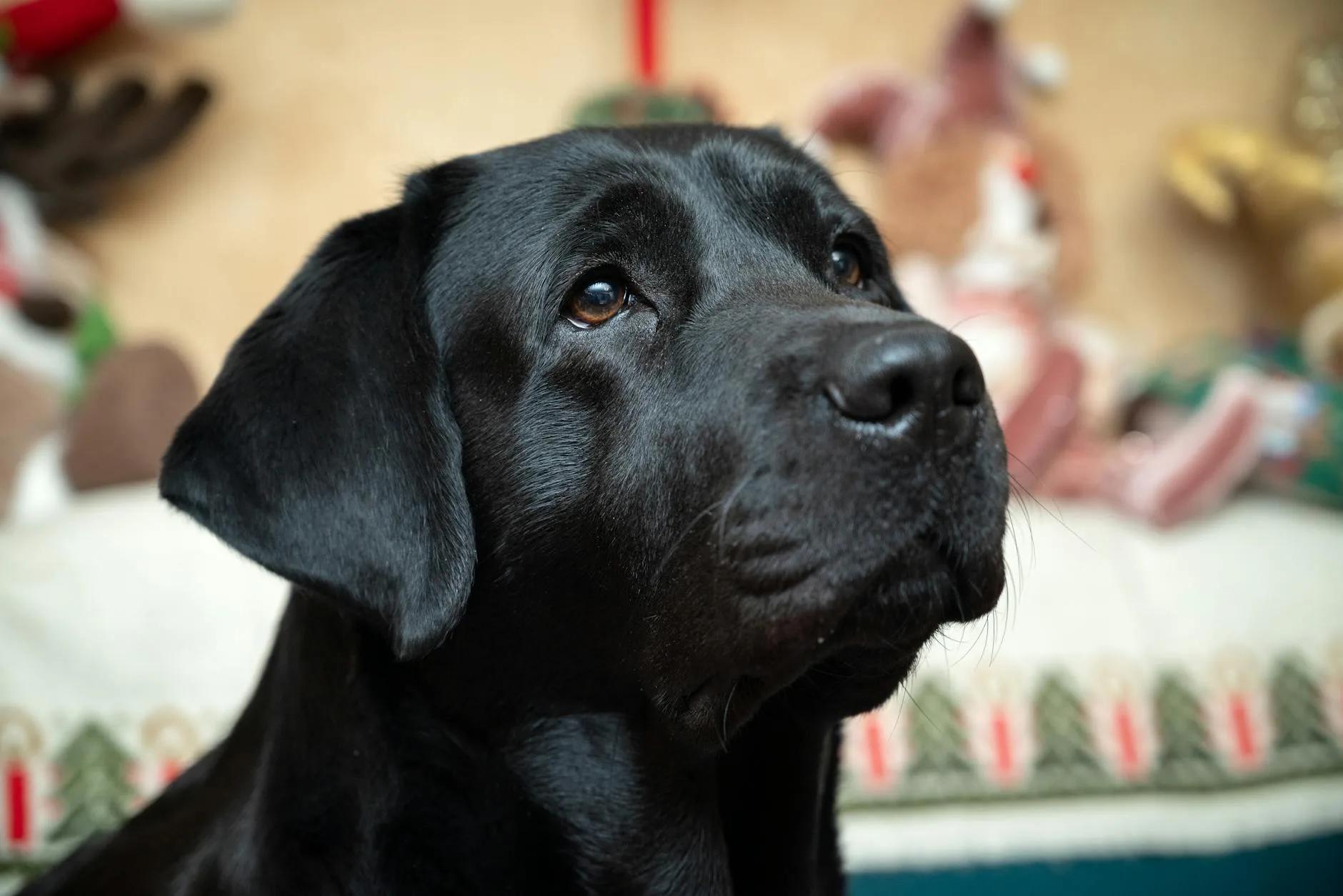 Healthy dog with a shiny coat after fresh food diet