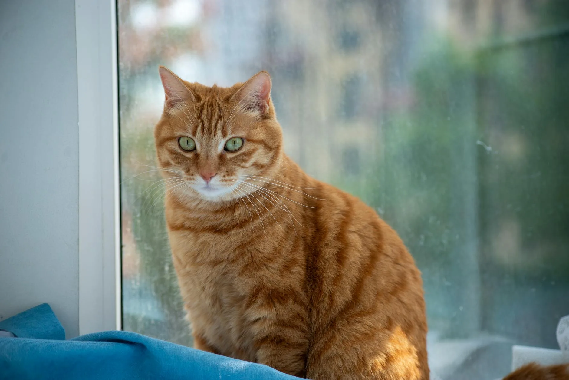 Healthy happy cat sitting relaxed indoors