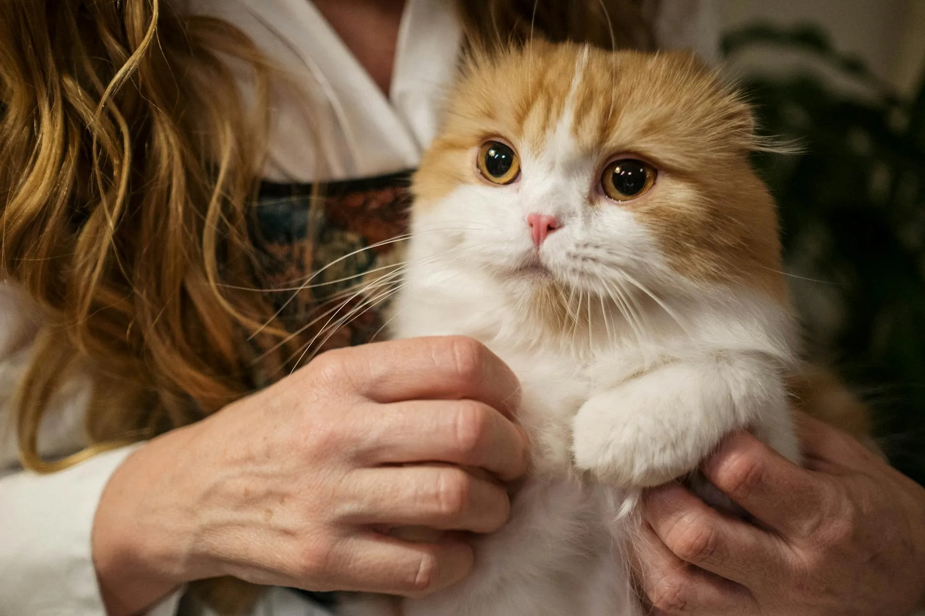 Kitten being gently held by its owner