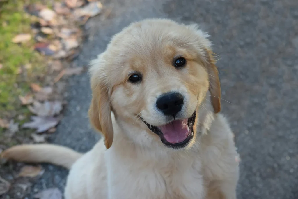 Happy puppy sitting with its owner at home