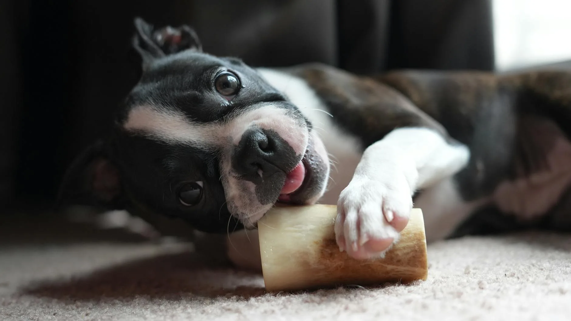 Boston Terrier happily chewing a natural bone treat on carpet