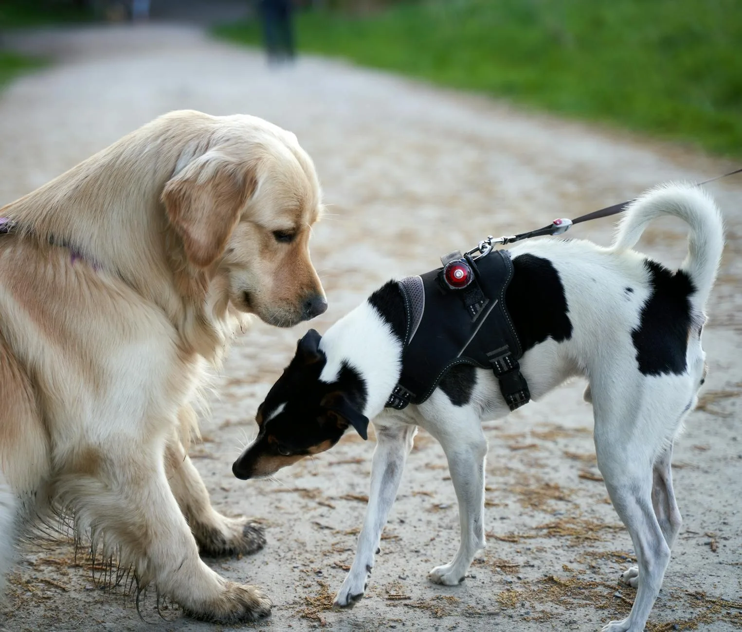 Older dog and young puppy together outdoors