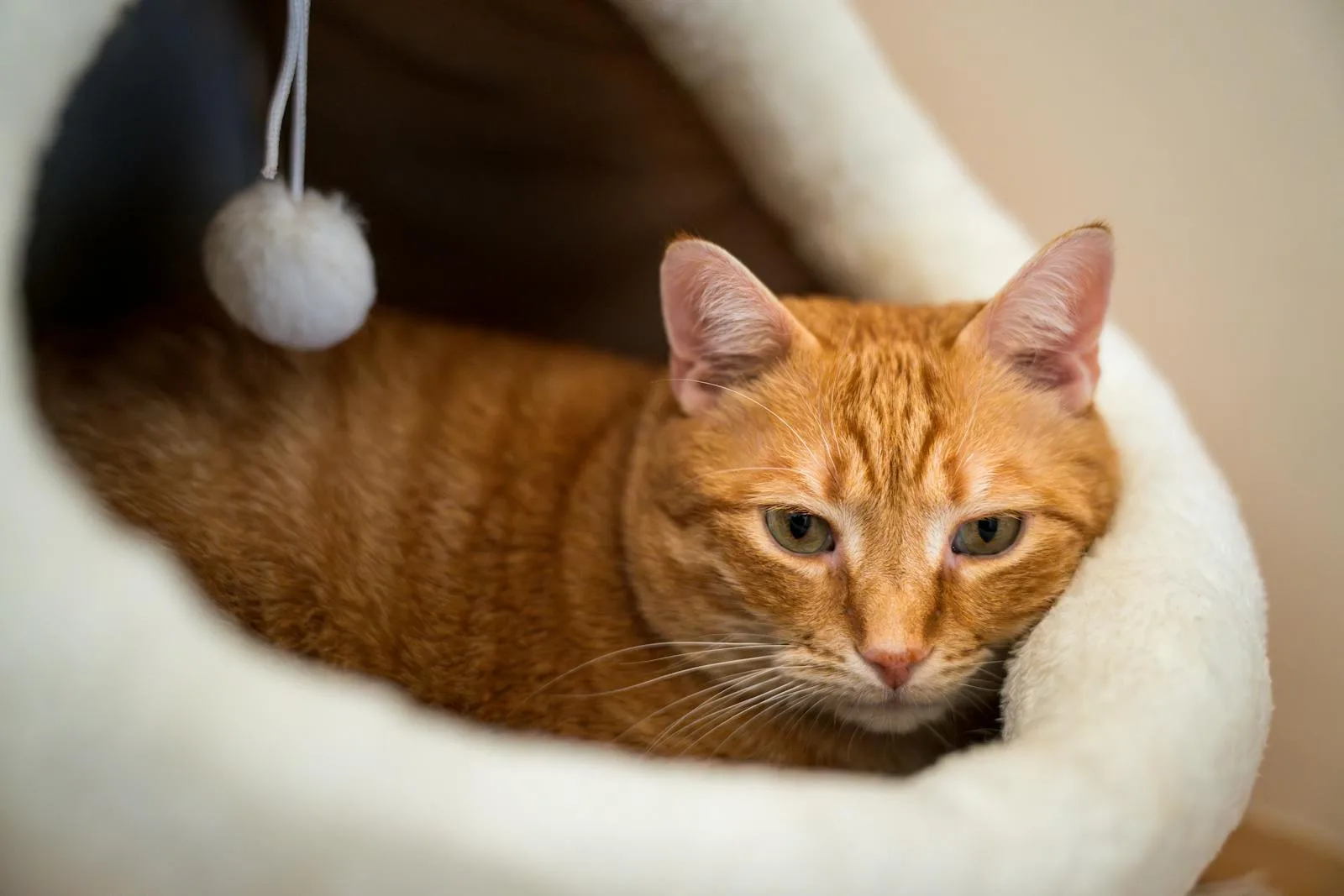 Orange tabby cat curled up inside a white plush igloo-style cat bed