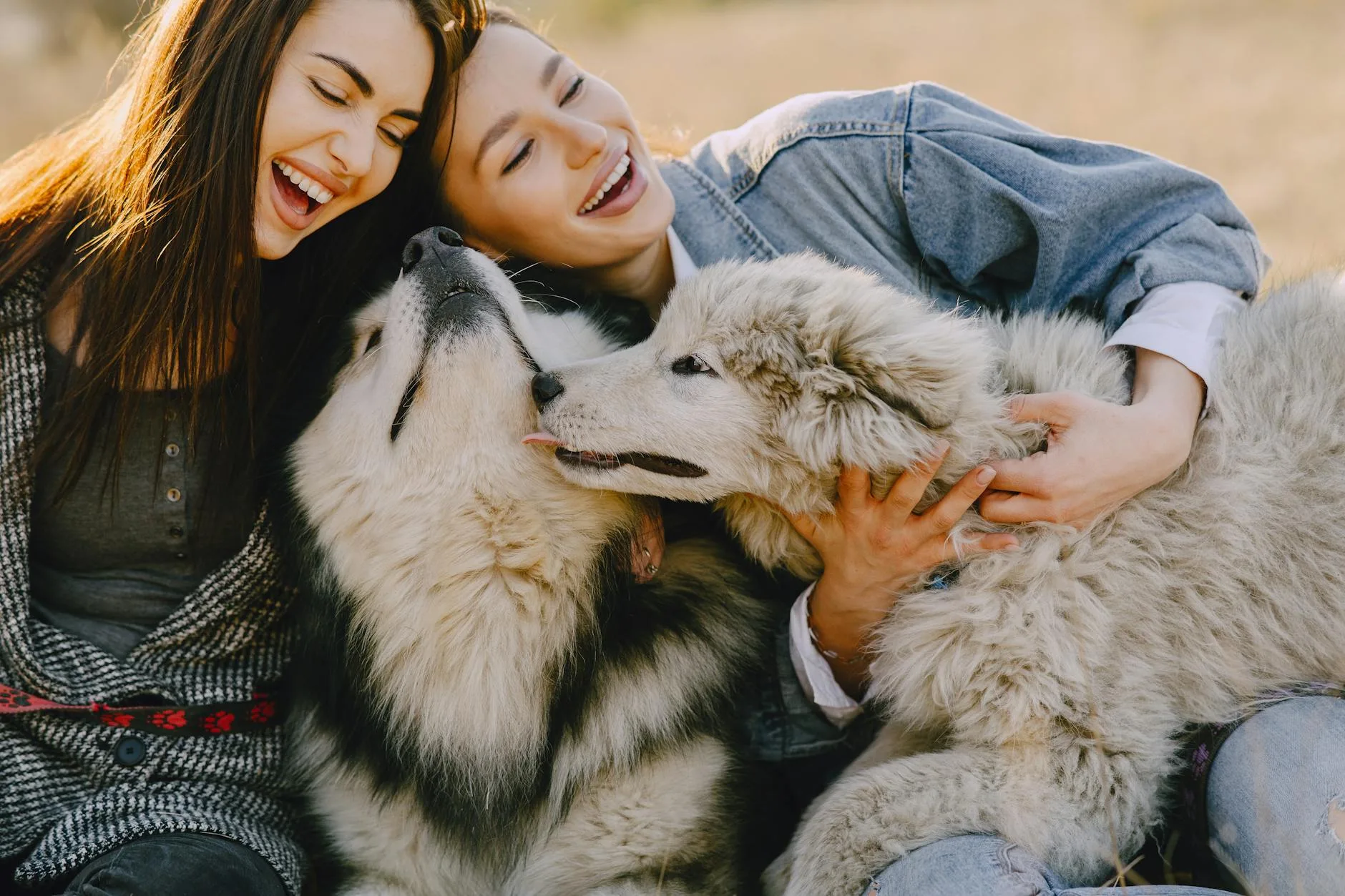 Happy dog with owner — pet insurance cover for life