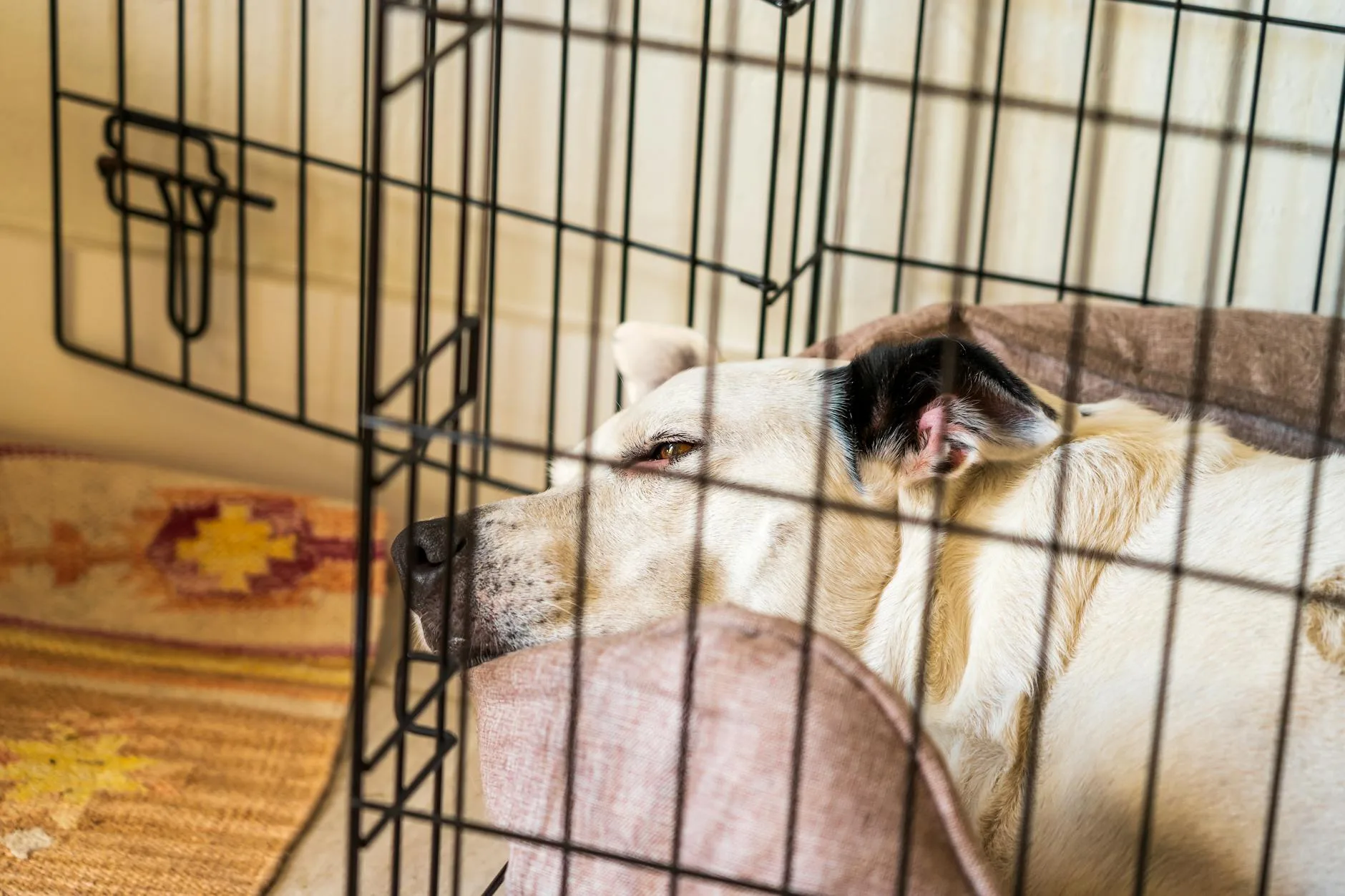 Puppy resting inside a dog crate during crate training