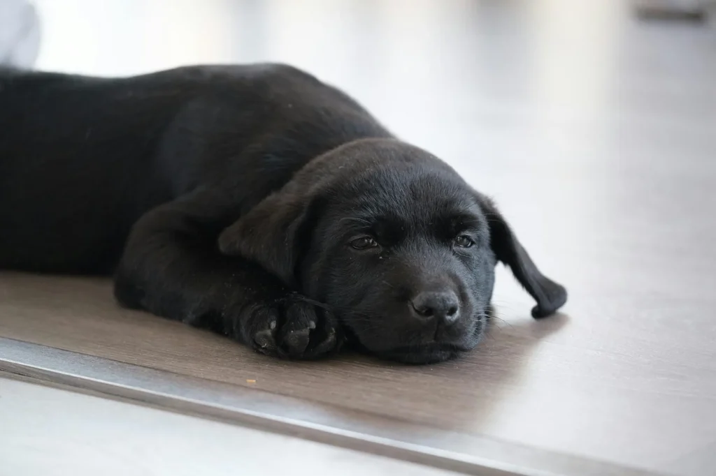 Young puppy sitting on floor at home during first weeks of training