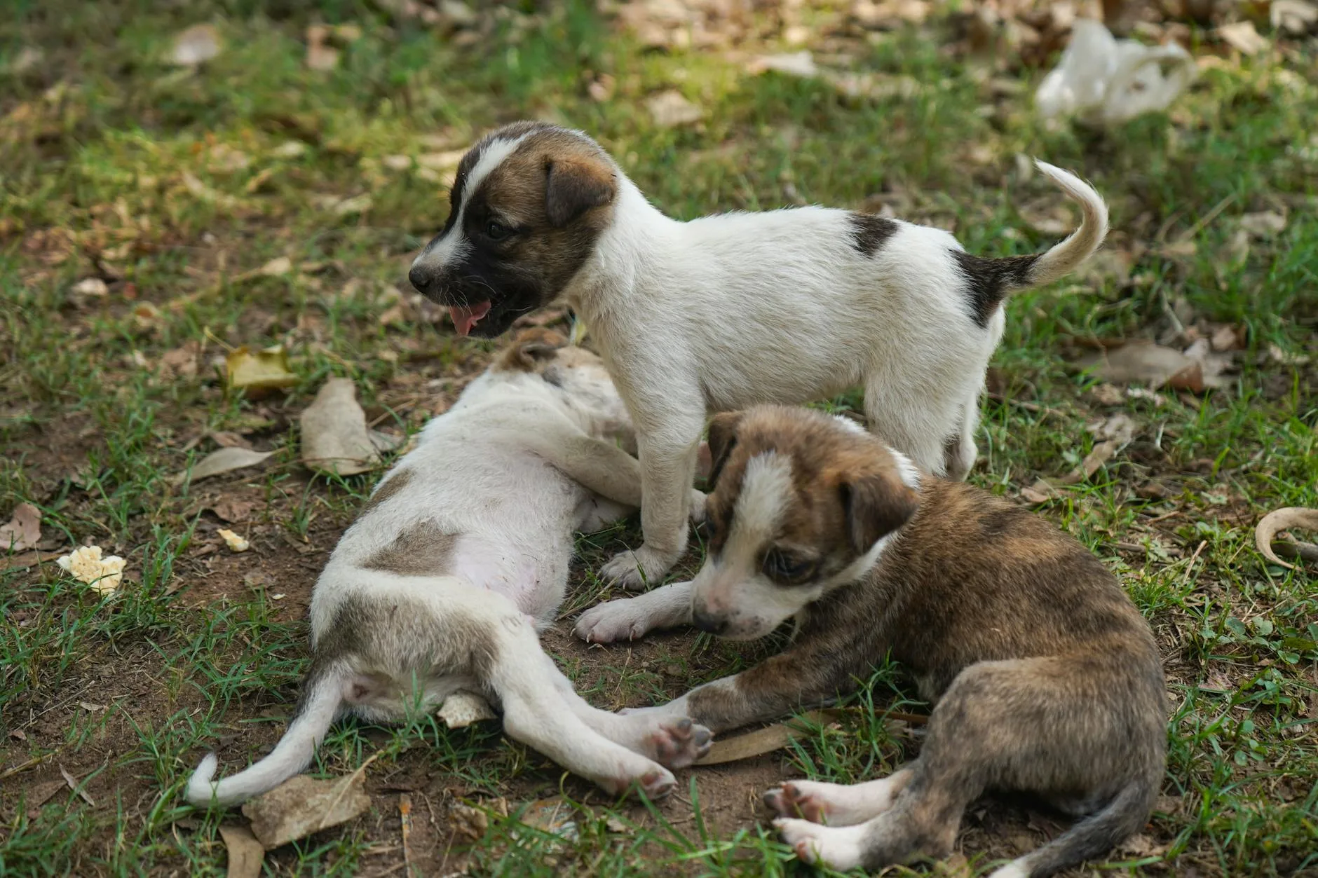 Young puppy playing on garden grass during outdoor training
