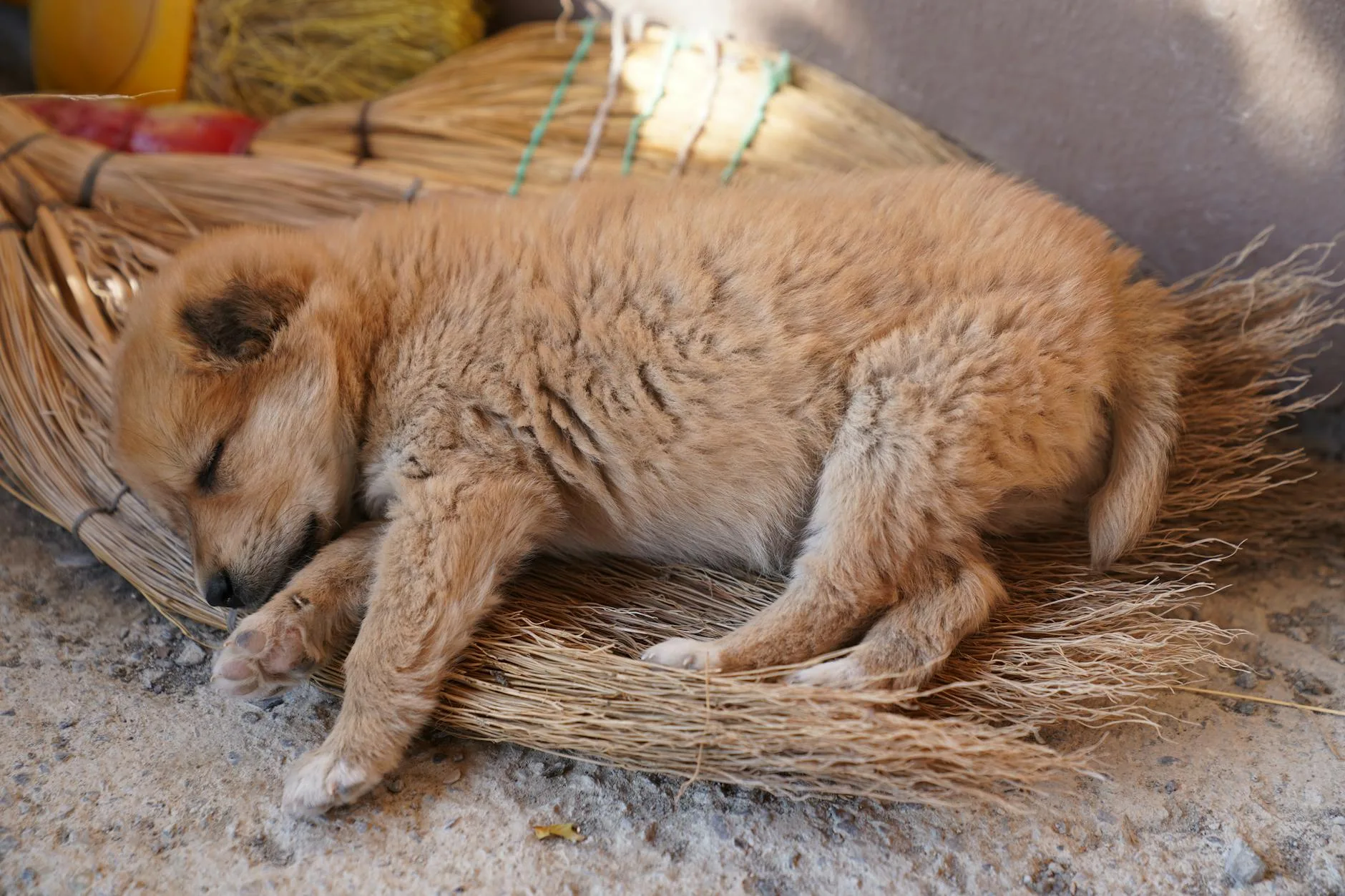 Puppy resting in its own bed and space