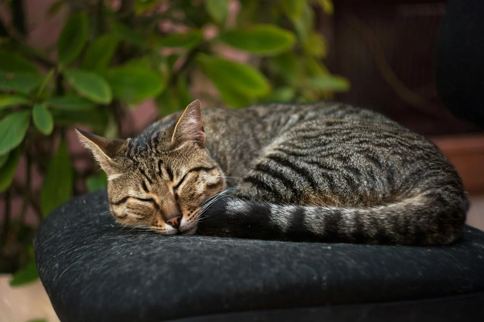 Tabby cat curled up sleeping on a soft dark cushion