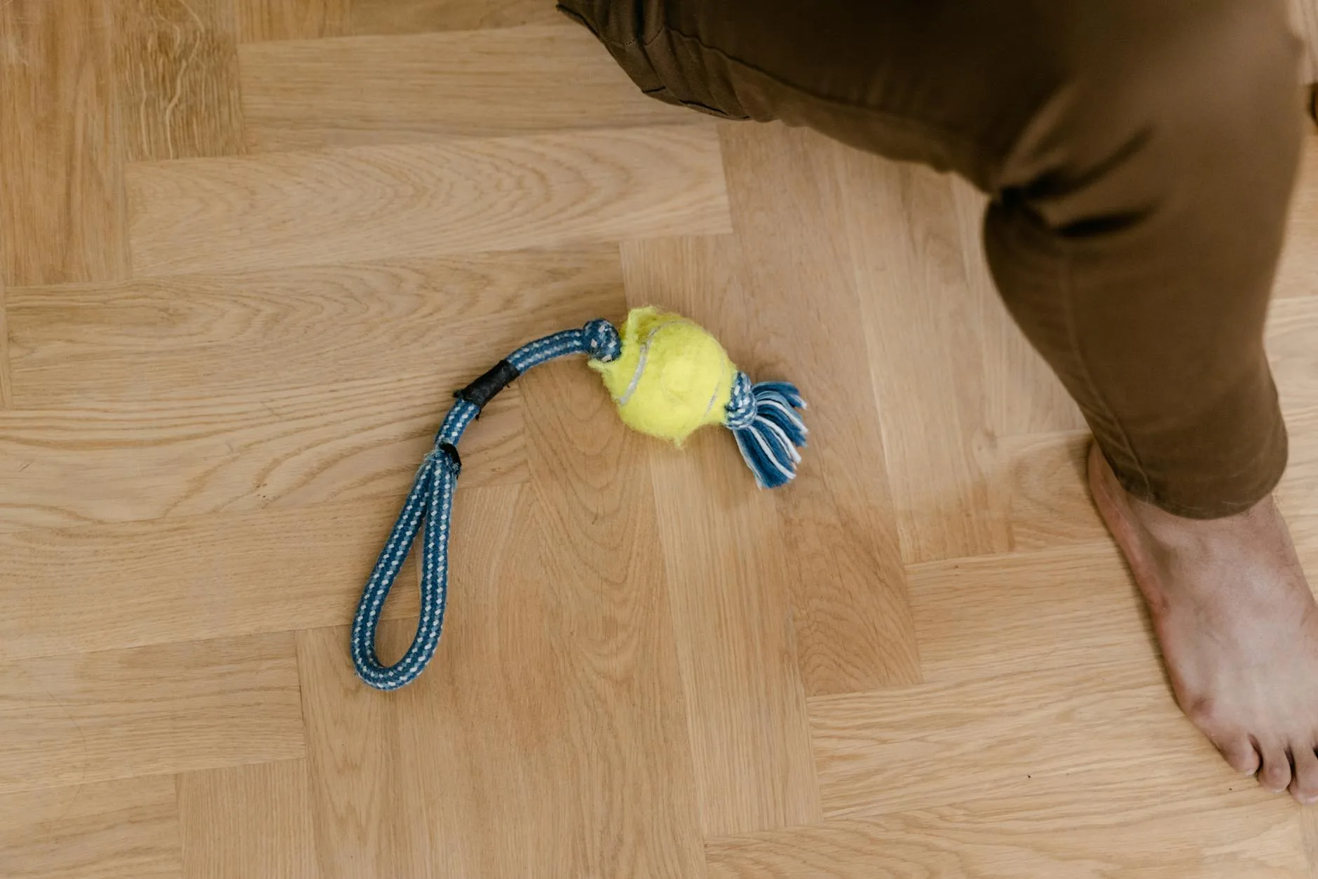 Worn dog rope toy showing fraying that indicates replacement needed