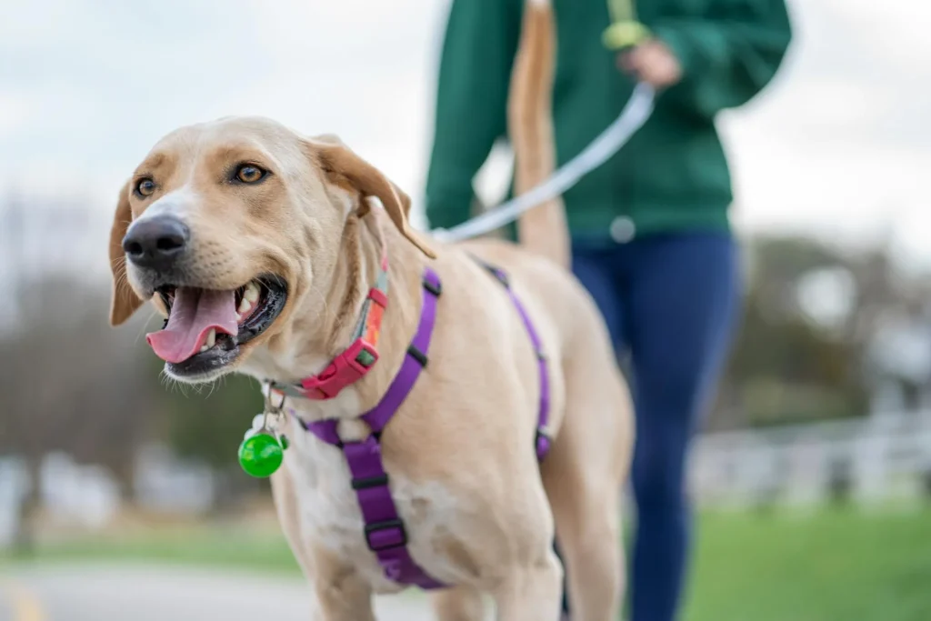 Senior labrador walking happily in a park
