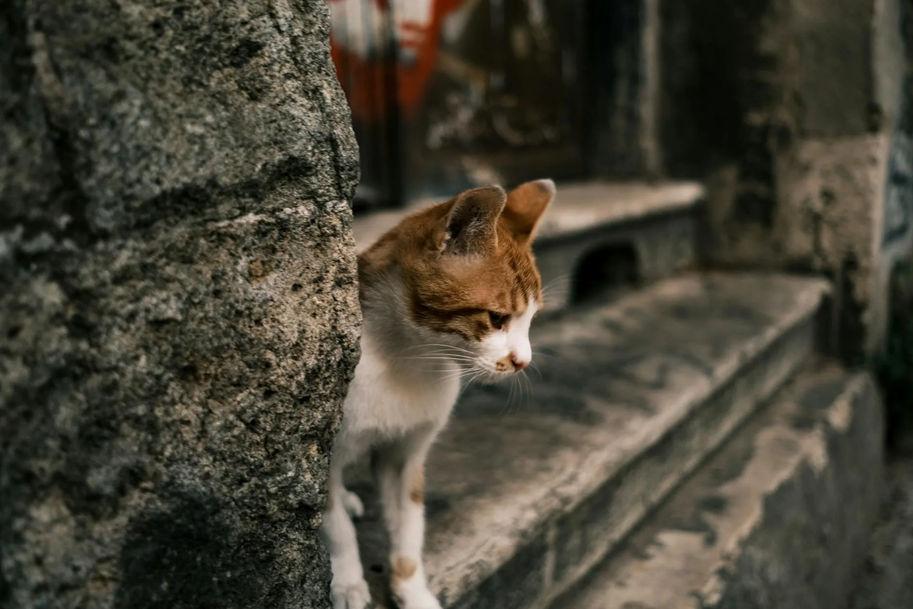 Cat cautiously exploring a new room