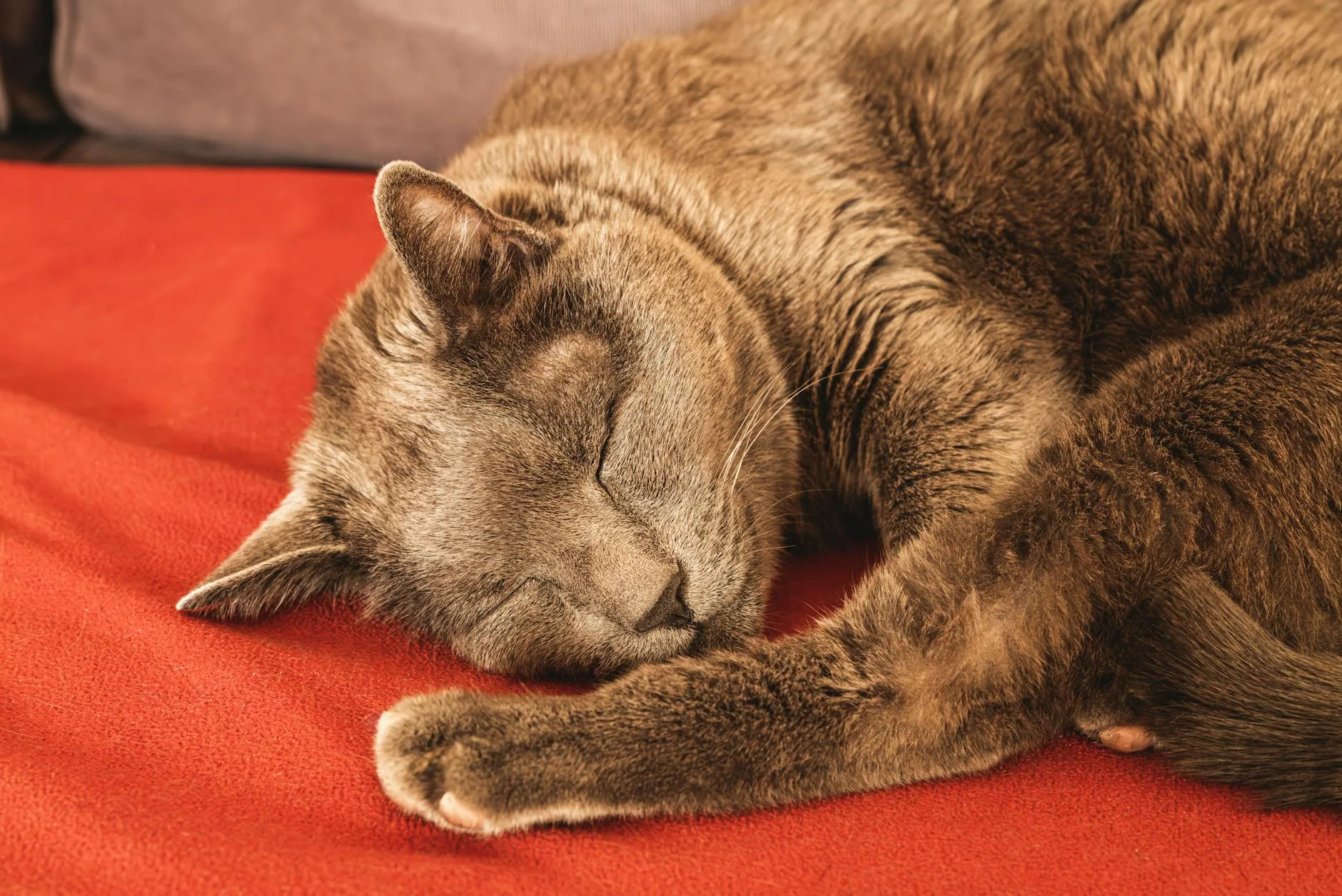 Cat relaxed and sleeping comfortably at home