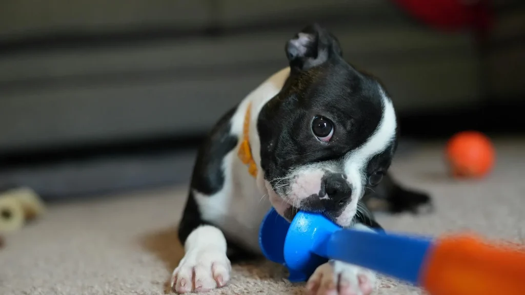 Dog happily chewing on a rubber toy