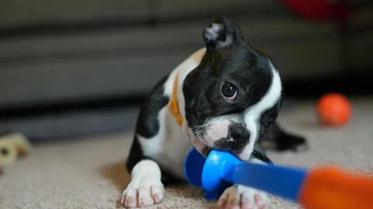 Dog Products