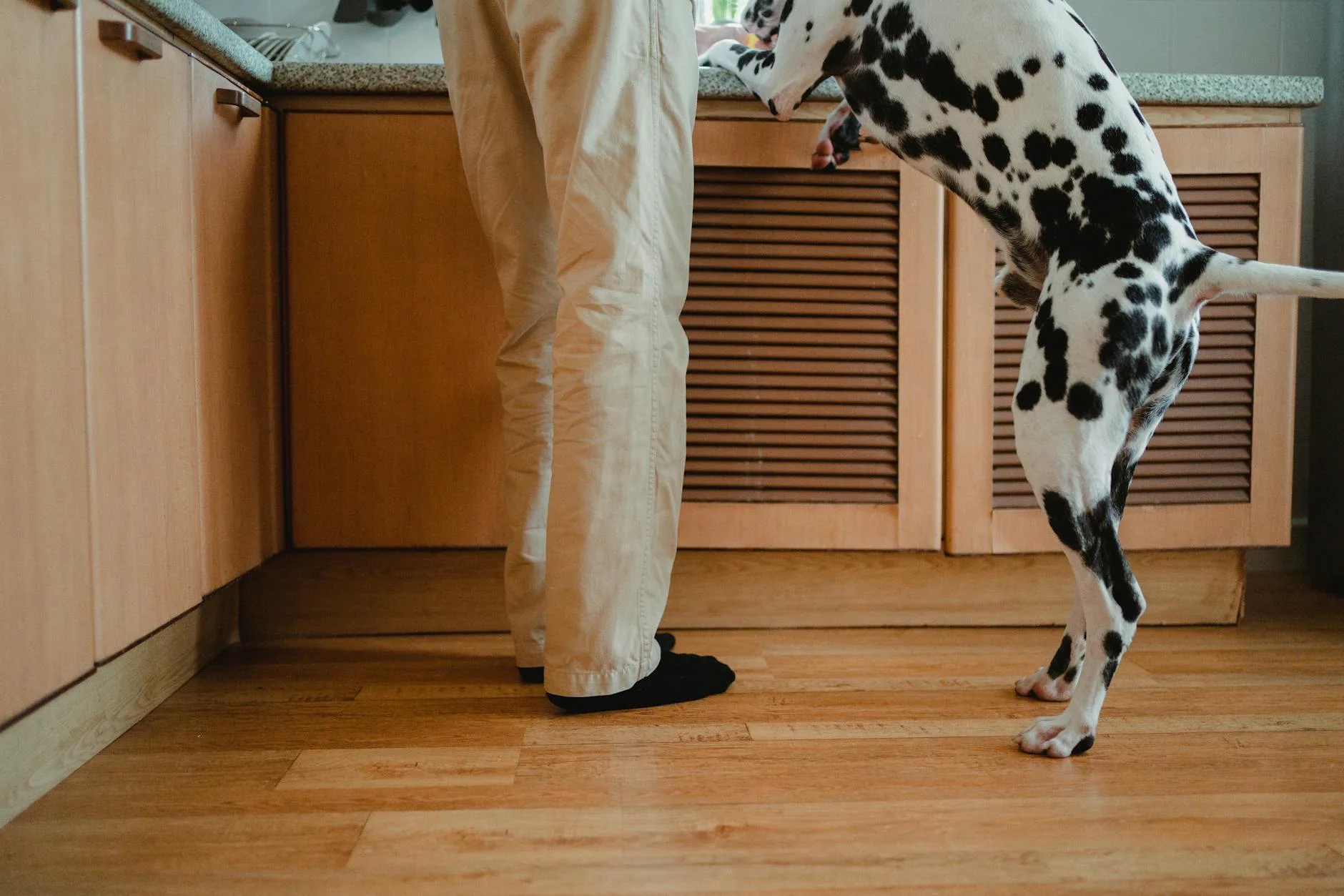Dog eating from a food bowl at home