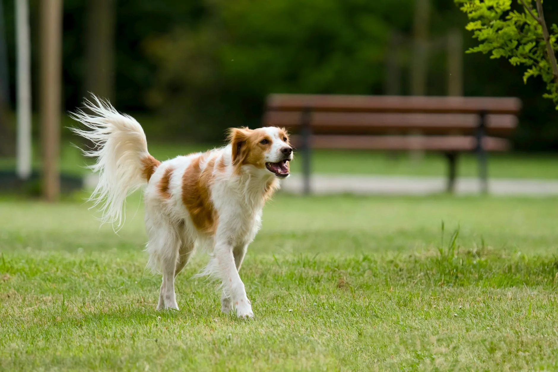 Dog running in a park during an exercise session
