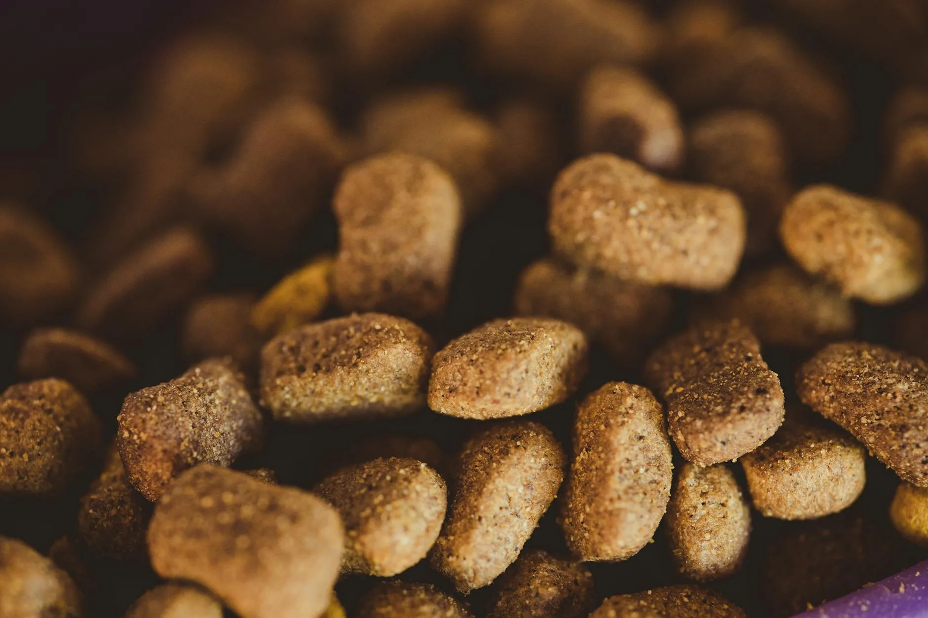 Reading a dog food ingredients label at a pet shop