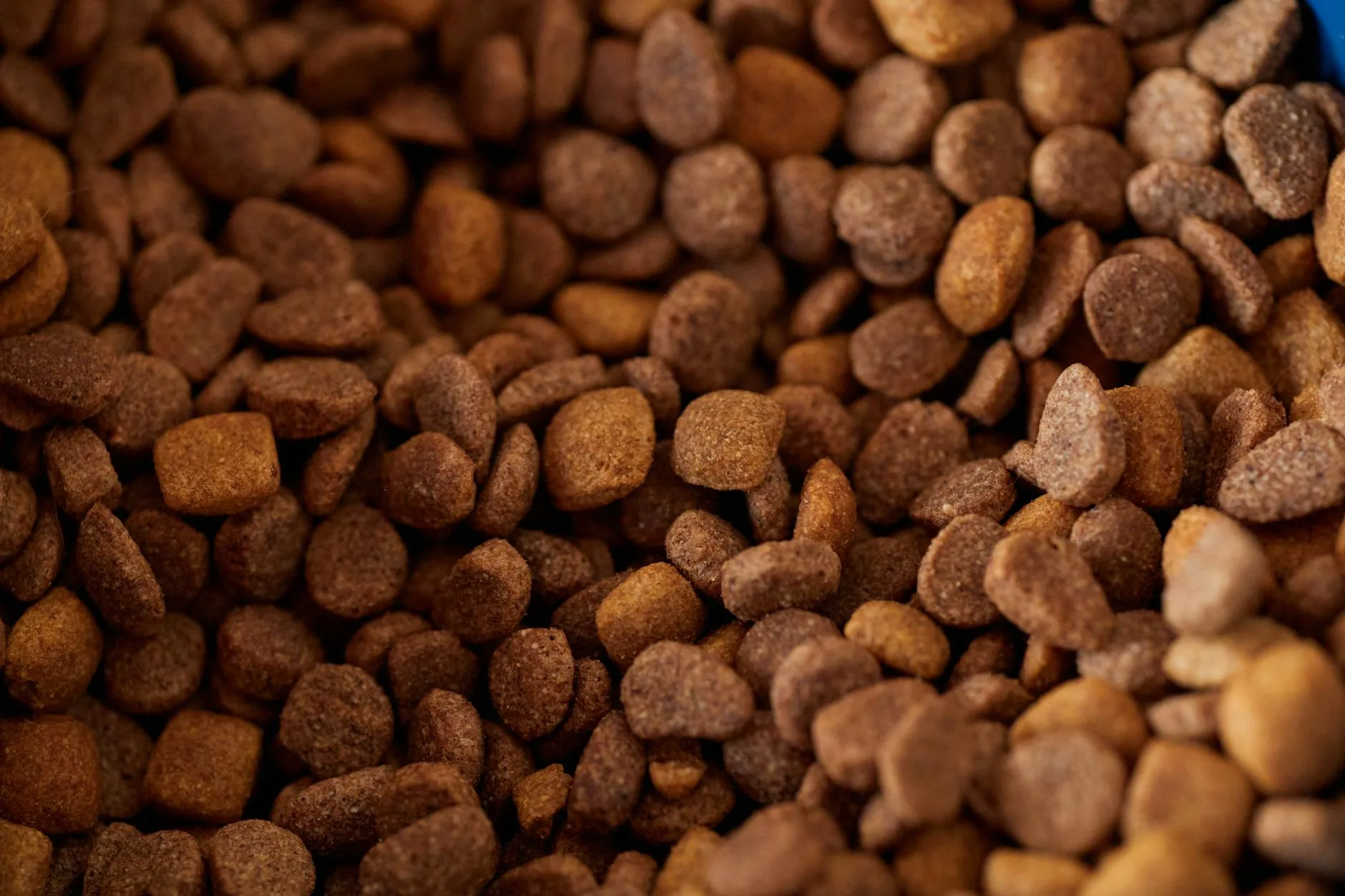 Dry dog food kibble in a bowl ready for feeding