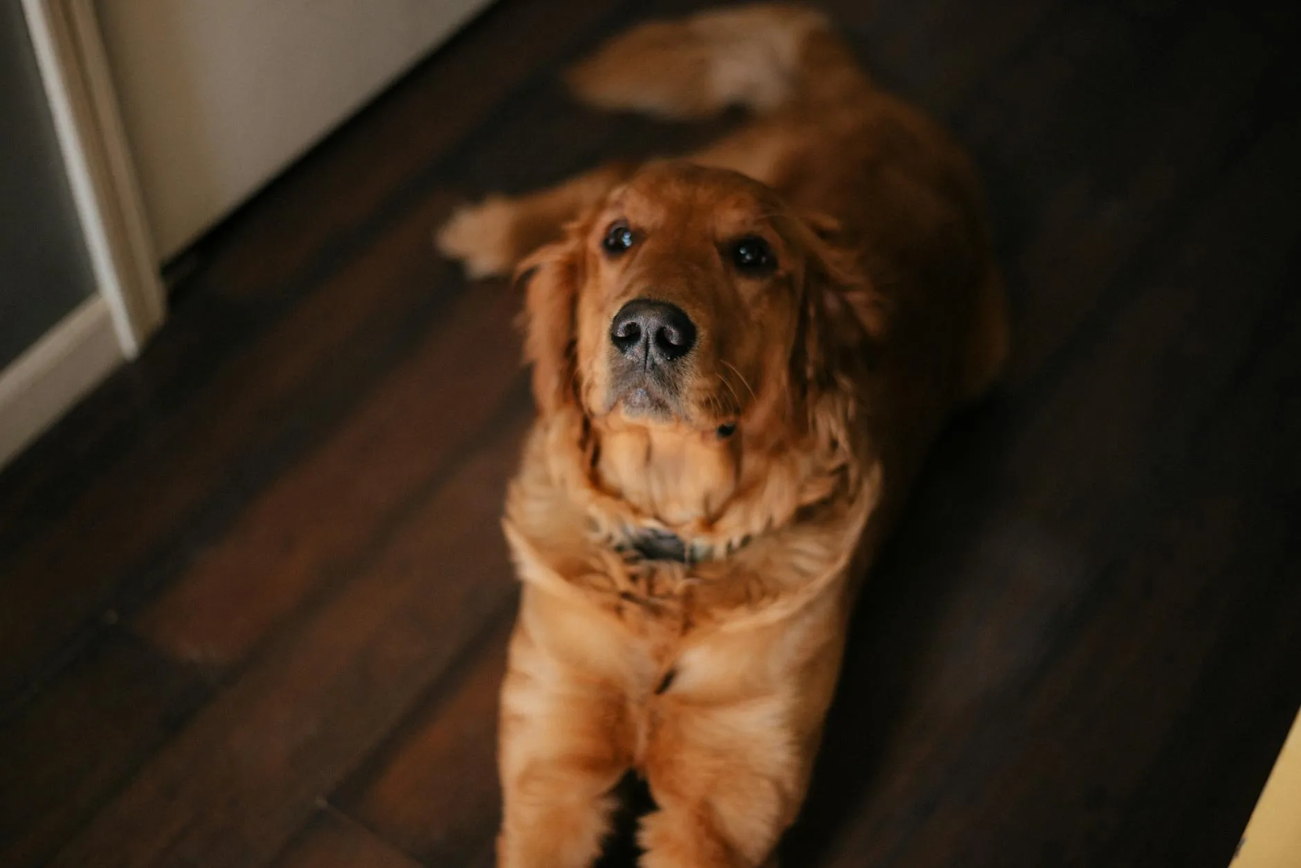 Golden retriever sitting calmly indoors at home