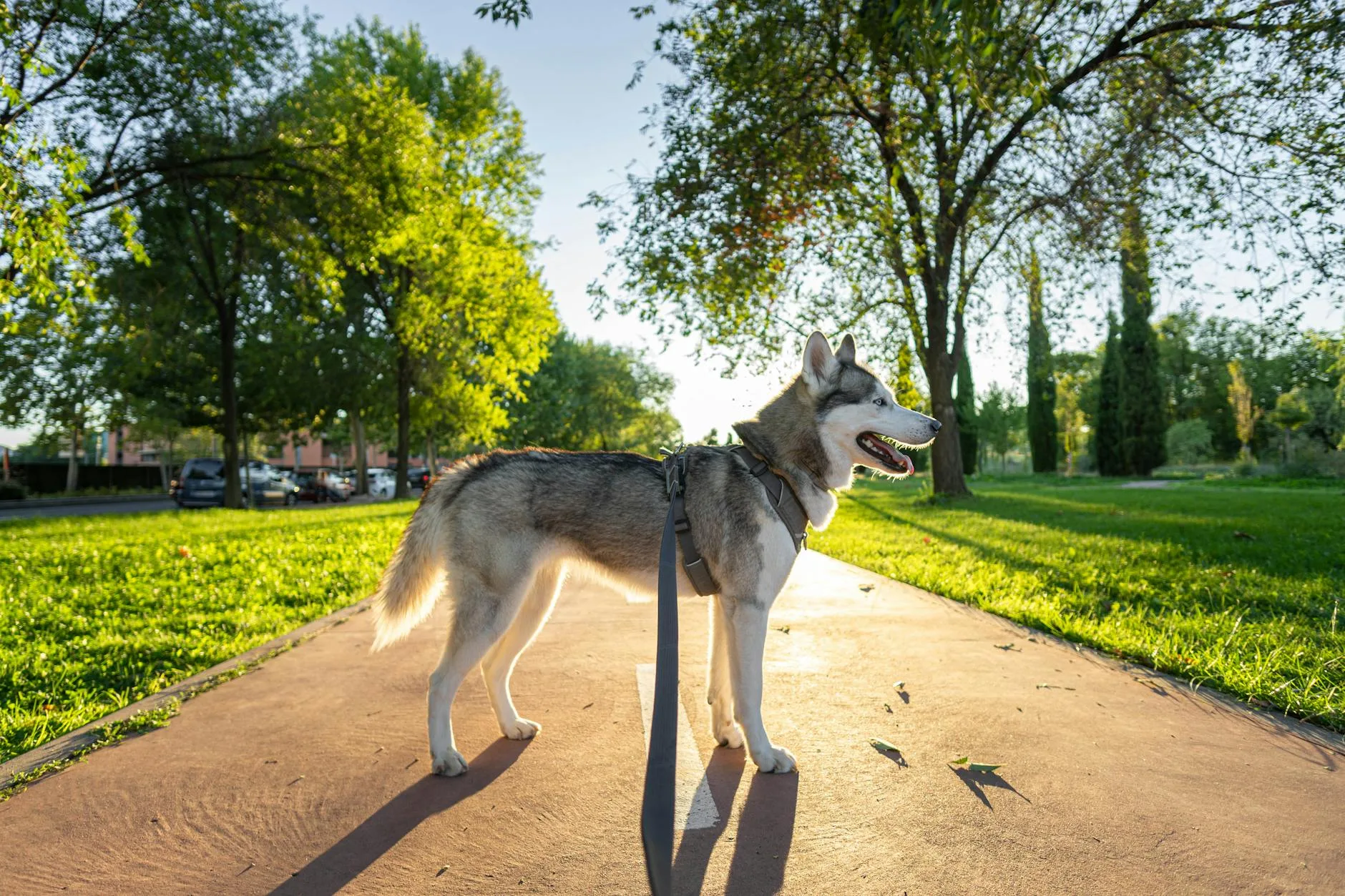 Dog wearing a harness on a walk in the park