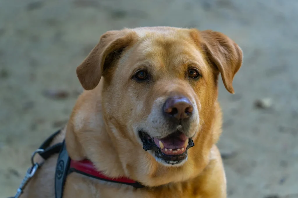 Happy Labrador retriever walking outdoors in a park