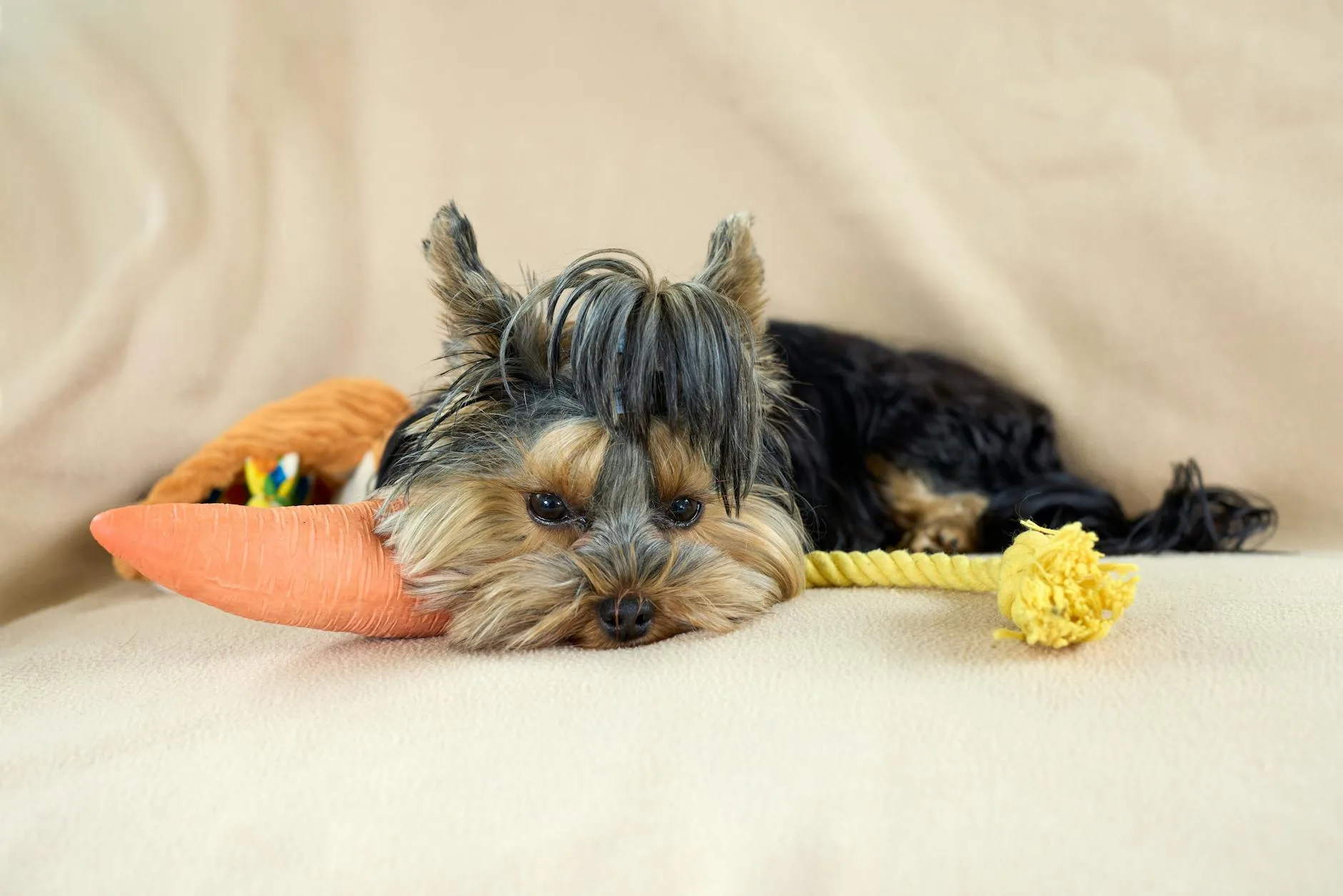 Collection of dog toys in a basket ready for inspection