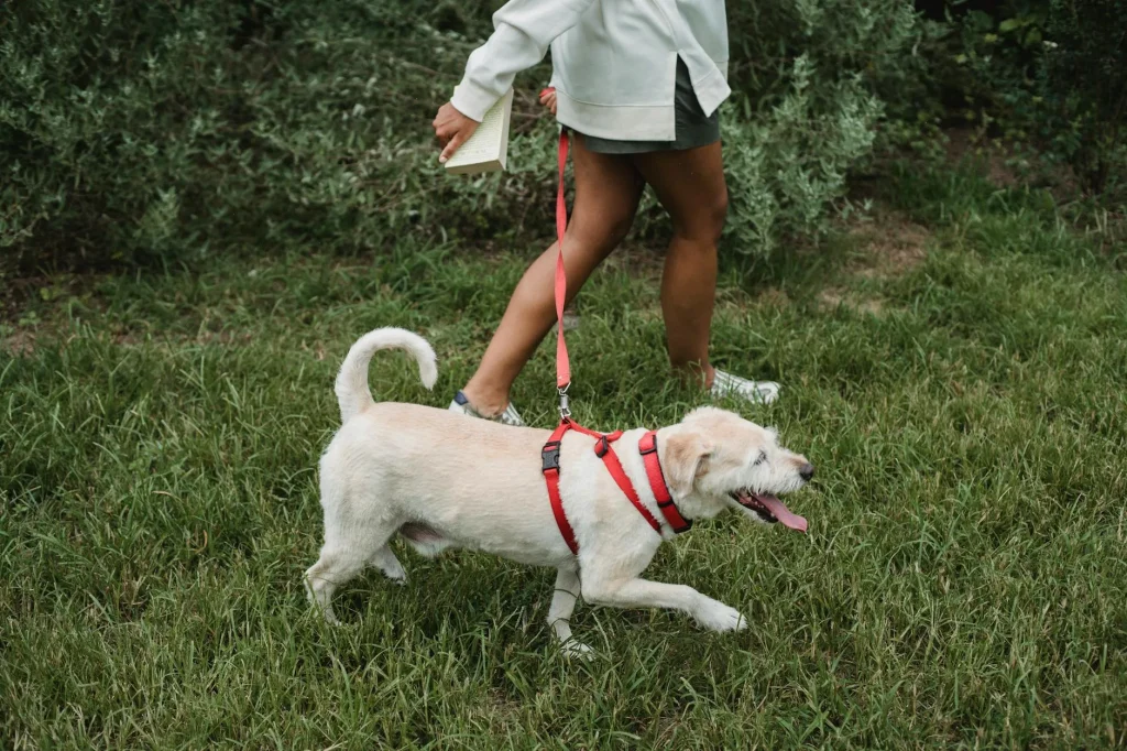 Person walking a dog on a lead through a park