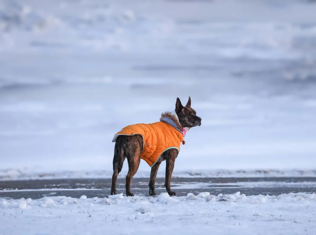 Dog wearing a fitted coat during a winter walk outdoors